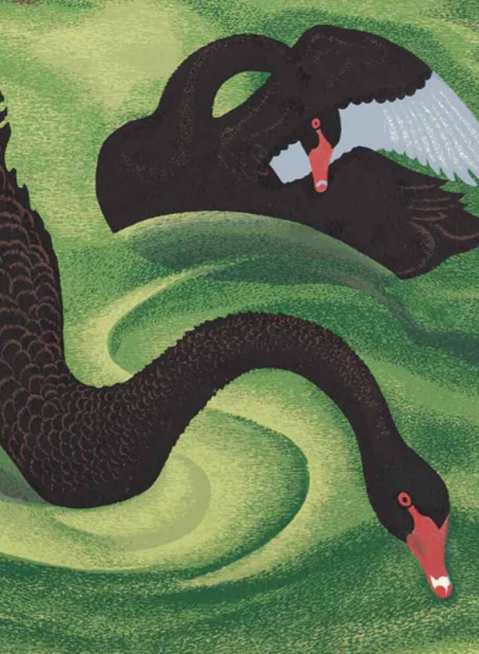 Black Swans - Elleen Mayo - Image 2