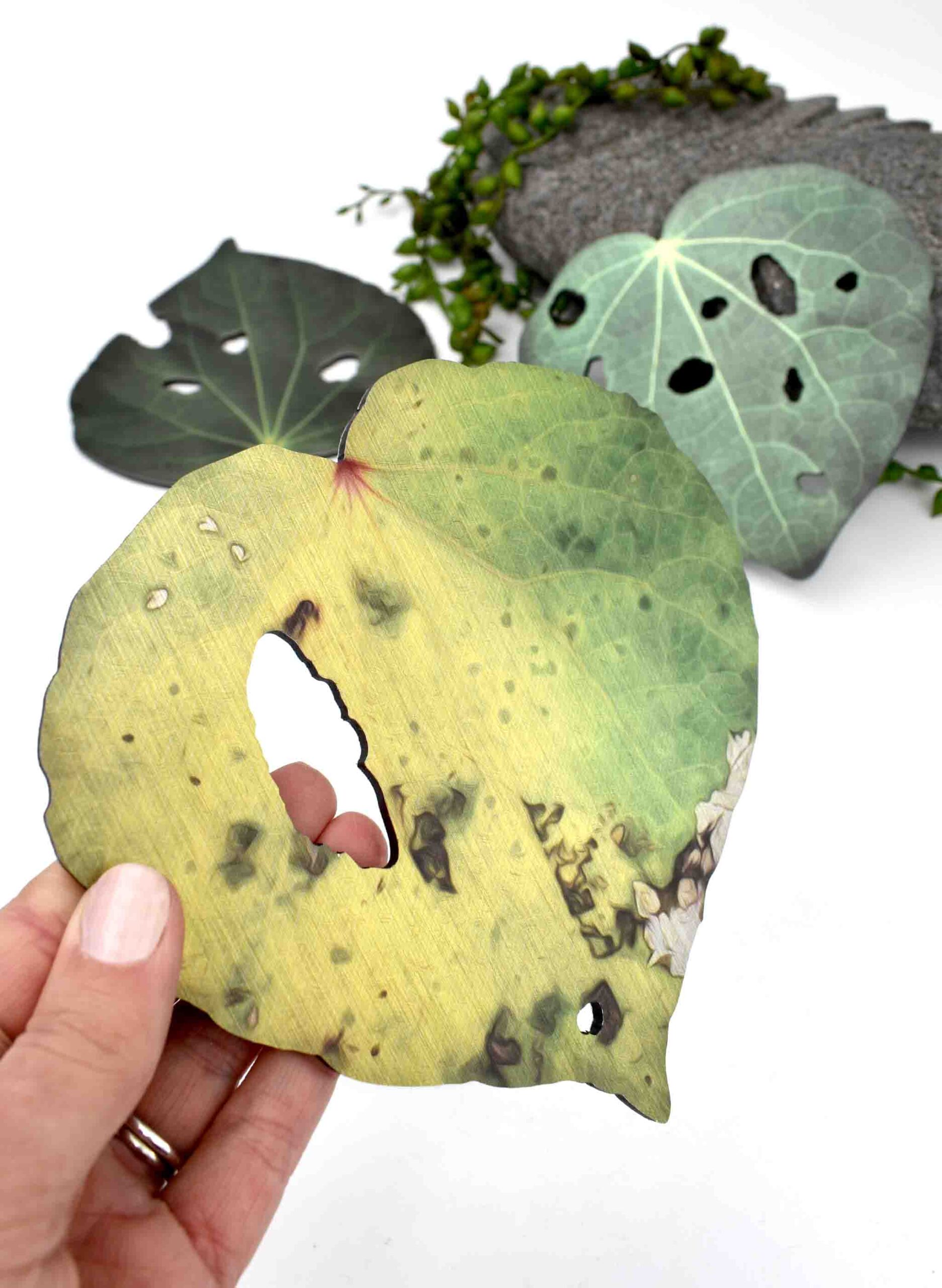 Kawakawa leaf Design 1 (Printed ACM) - Image 2