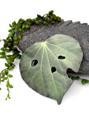 Kawakawa Leaf, Design 2 (Printed ACM)