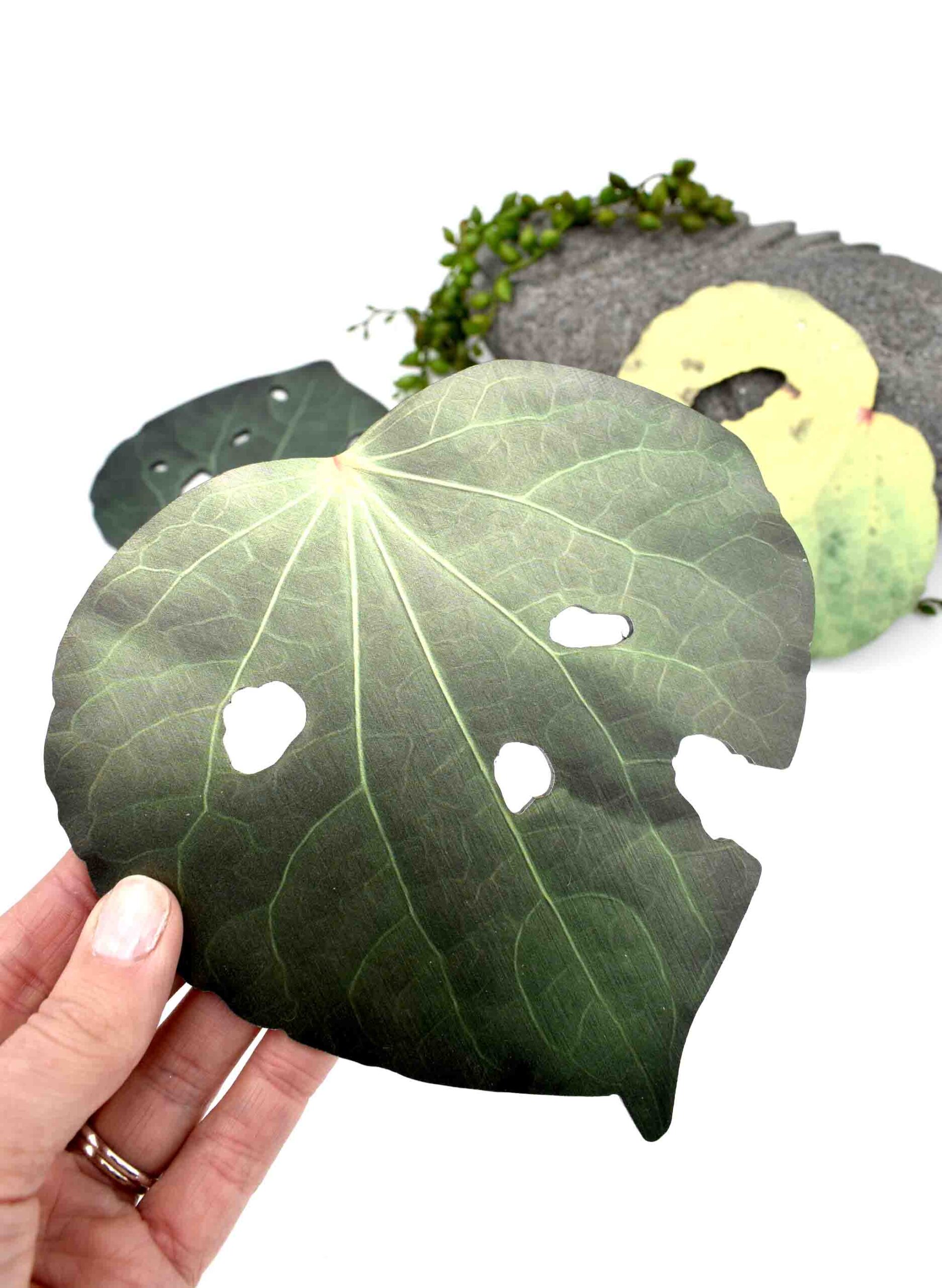 Kawakawa Leaf, Design 2 (Printed ACM) - Image 2