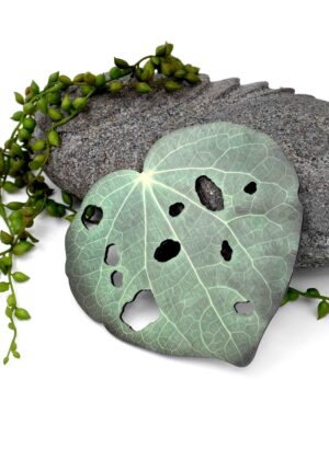 Kawakawa Leaf, Design 3 (Printed ACM)